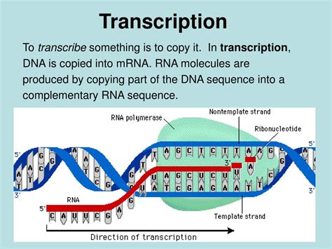 what does transcription result in|DNA Transcription .